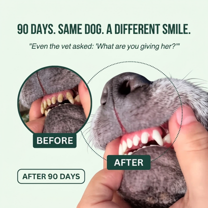 BauPaw™ Dental Spray – Eliminates the Bacteria That Cause Tartar & Bad Breath in Dogs